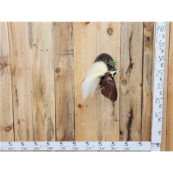 SUPER RARE Bird Of Paradise In Flight Bird Taxidermy