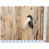 Image 1 : SUPER RARE Bird Of Paradise In Flight Bird Taxidermy
