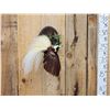 Image 2 : SUPER RARE Bird Of Paradise In Flight Bird Taxidermy