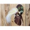 Image 3 : SUPER RARE Bird Of Paradise In Flight Bird Taxidermy