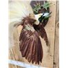 Image 5 : SUPER RARE Bird Of Paradise In Flight Bird Taxidermy