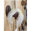 Image 6 : SUPER RARE Bird Of Paradise In Flight Bird Taxidermy