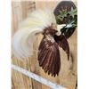 Image 9 : SUPER RARE Bird Of Paradise In Flight Bird Taxidermy