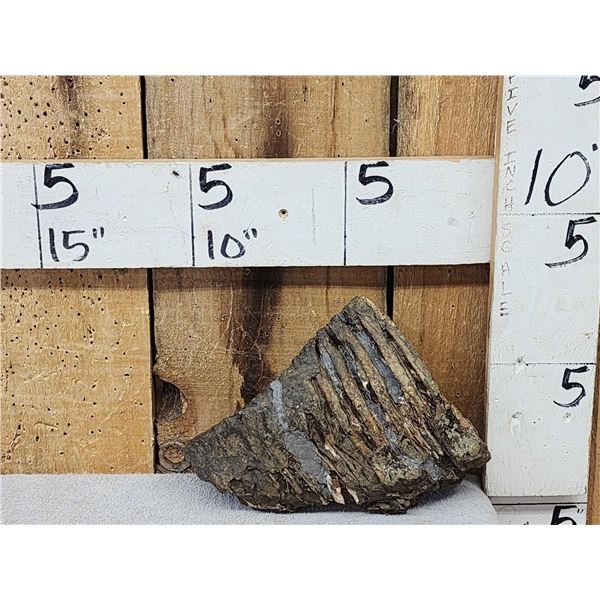 Ancient Woolly Mammoth Molar Fossilized Fossil
