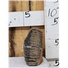 Image 4 : Ancient Woolly Mammoth Molar Fossilized Fossil