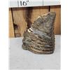 Image 5 : Ancient Woolly Mammoth Molar Fossilized Fossil