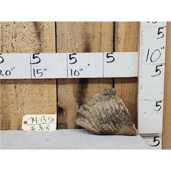 Woolly Mammoth Molar Fossilized Fossil