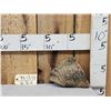 Image 1 : Woolly Mammoth Molar Fossilized Fossil