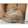 Image 2 : Woolly Mammoth Molar Fossilized Fossil