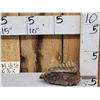 Image 3 : Woolly Mammoth Molar Fossilized Fossil