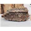 Image 4 : Woolly Mammoth Molar Fossilized Fossil