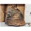 Image 6 : Woolly Mammoth Molar Fossilized Fossil