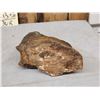 Image 7 : Woolly Mammoth Molar Fossilized Fossil