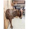 Image 10 : Super Rare African Golden Wildebeest Half Body Taxidermy Mount