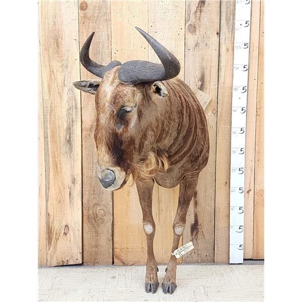 Super Rare African Golden Wildebeest Half Body Taxidermy Mount