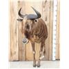 Image 1 : Super Rare African Golden Wildebeest Half Body Taxidermy Mount