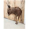 Image 2 : Super Rare African Golden Wildebeest Half Body Taxidermy Mount
