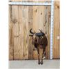 Image 3 : Super Rare African Golden Wildebeest Half Body Taxidermy Mount