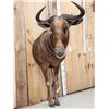 Image 4 : Super Rare African Golden Wildebeest Half Body Taxidermy Mount