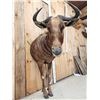 Image 5 : Super Rare African Golden Wildebeest Half Body Taxidermy Mount