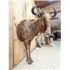 Image 6 : Super Rare African Golden Wildebeest Half Body Taxidermy Mount
