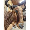 Image 7 : Super Rare African Golden Wildebeest Half Body Taxidermy Mount