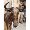 Image 8 : Super Rare African Golden Wildebeest Half Body Taxidermy Mount