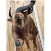 Image 9 : Super Rare African Golden Wildebeest Half Body Taxidermy Mount