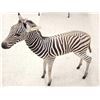Image 10 : Spectacular Baby Zebra Full Body Taxidermy Mount