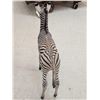 Image 11 : Spectacular Baby Zebra Full Body Taxidermy Mount