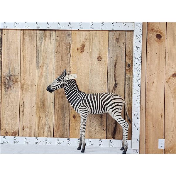 Spectacular Baby Zebra Full Body Taxidermy Mount