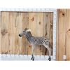 Image 1 : Spectacular Baby Zebra Full Body Taxidermy Mount