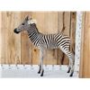 Image 2 : Spectacular Baby Zebra Full Body Taxidermy Mount