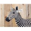 Image 3 : Spectacular Baby Zebra Full Body Taxidermy Mount