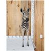 Image 4 : Spectacular Baby Zebra Full Body Taxidermy Mount