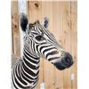 Image 5 : Spectacular Baby Zebra Full Body Taxidermy Mount
