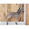 Image 6 : Spectacular Baby Zebra Full Body Taxidermy Mount