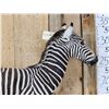 Image 7 : Spectacular Baby Zebra Full Body Taxidermy Mount