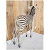 Image 8 : Spectacular Baby Zebra Full Body Taxidermy Mount