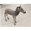 Image 9 : Spectacular Baby Zebra Full Body Taxidermy Mount