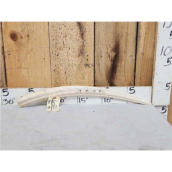 Inuit Scrimshawed Walrus Tusk Taxidermy Artwork