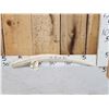 Image 1 : Inuit Scrimshawed Walrus Tusk Taxidermy Artwork