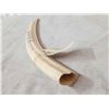 Image 5 : Inuit Scrimshawed Walrus Tusk Taxidermy Artwork