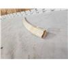Image 6 : Gorgeous Inuit Scrimshawed Walrus Tusk Taxidermy Artwork