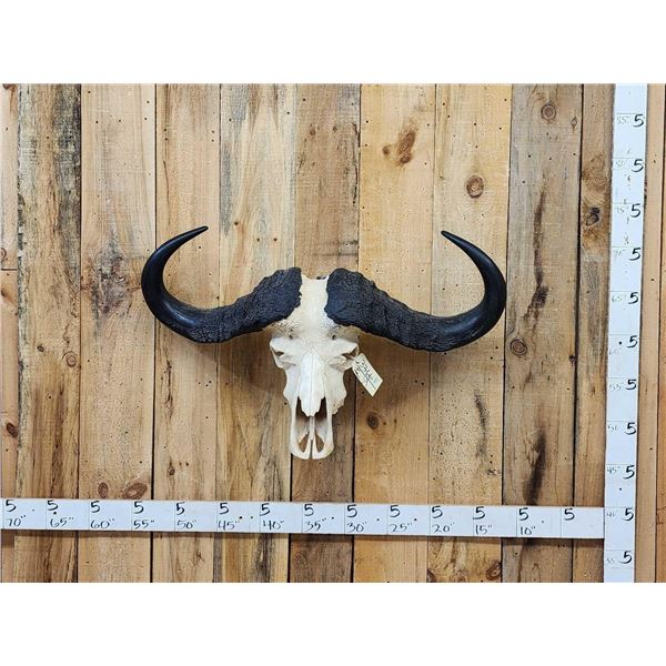 Trophy Class African Cape Buffalo Skull Taxidermy