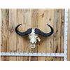 Image 1 : Trophy Class African Cape Buffalo Skull Taxidermy