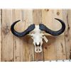Image 2 : Trophy Class African Cape Buffalo Skull Taxidermy