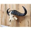 Image 3 : Trophy Class African Cape Buffalo Skull Taxidermy