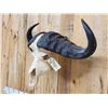Image 4 : Trophy Class African Cape Buffalo Skull Taxidermy