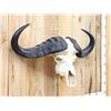 Image 5 : Trophy Class African Cape Buffalo Skull Taxidermy